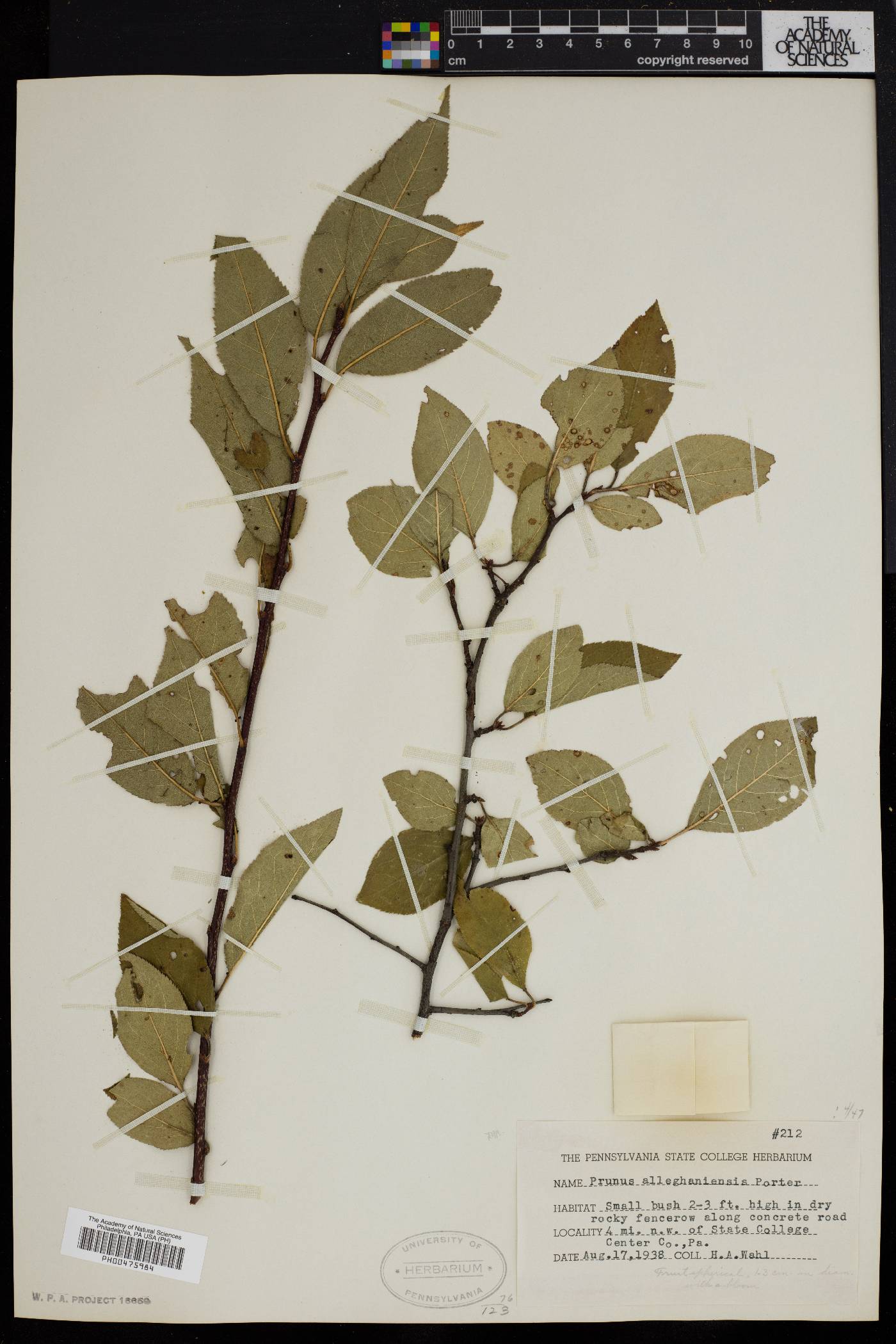 Prunus alleghaniensis image