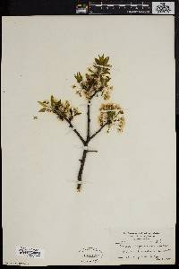 Prunus alleghaniensis image