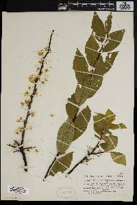 Prunus alleghaniensis image