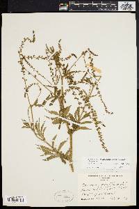 Agrimonia parviflora image