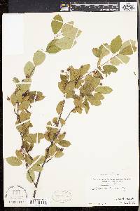 Amelanchier x neglecta image