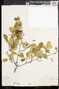Amelanchier x neglecta image