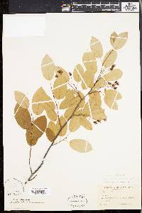 Amelanchier x neglecta image