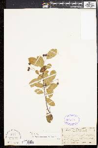 Amelanchier x neglecta image