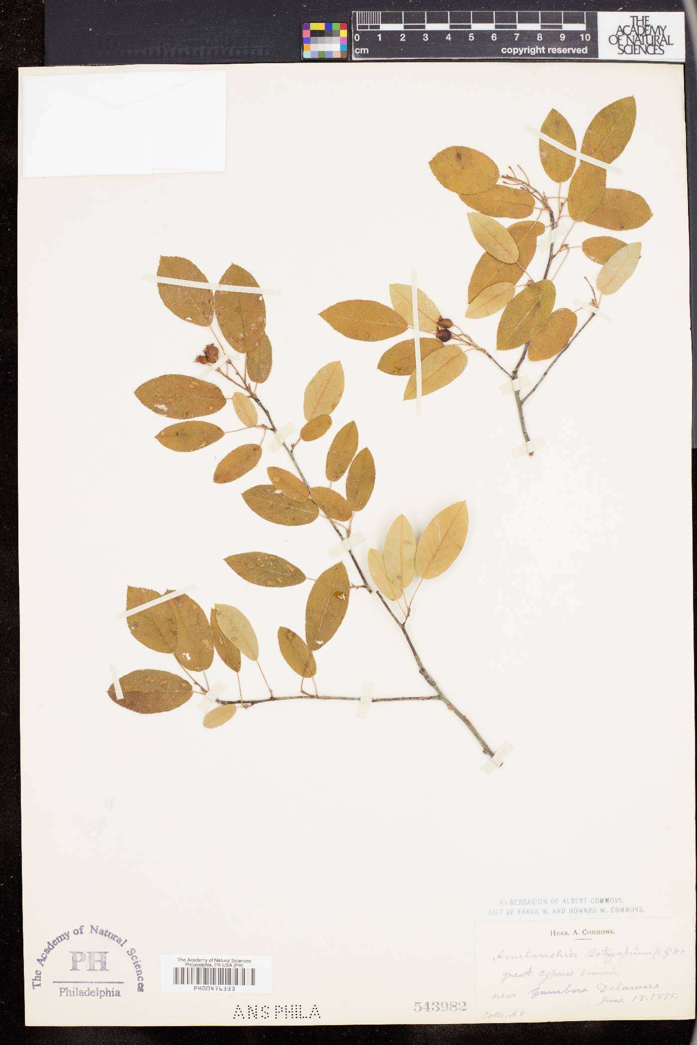 Amelanchier botryapium image