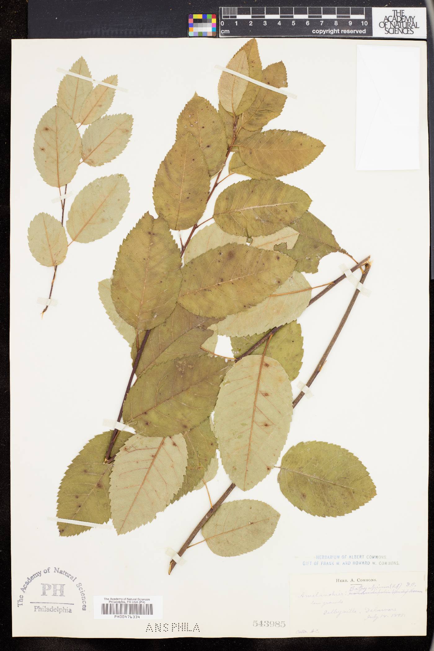 Amelanchier botryapium image