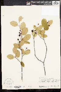 Amelanchier canadensis image