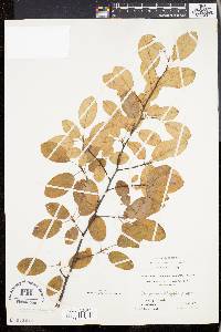 Amelanchier canadensis image