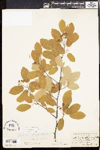 Amelanchier canadensis image