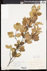 Amelanchier canadensis image