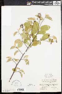 Amelanchier canadensis image