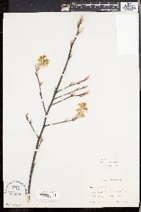 Amelanchier canadensis image