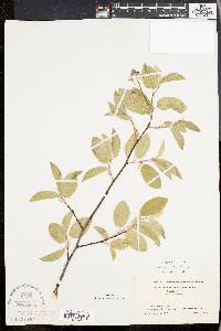 Amelanchier canadensis image