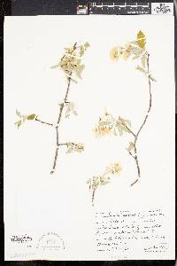 Amelanchier canadensis image