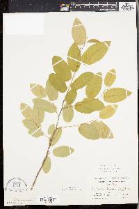 Amelanchier canadensis image