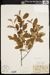 Amelanchier canadensis image