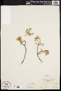 Amelanchier canadensis image