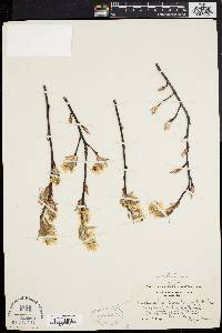 Amelanchier canadensis image