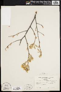 Amelanchier canadensis image