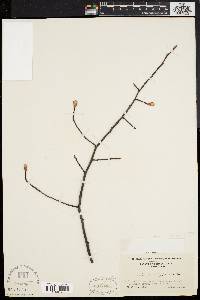 Amelanchier canadensis image