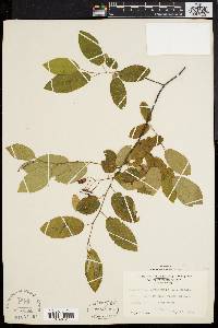 Amelanchier canadensis image