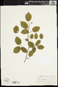 Amelanchier canadensis image