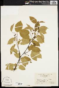 Amelanchier canadensis image