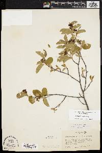 Amelanchier canadensis image