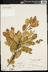 Amelanchier canadensis image