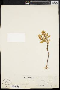 Amelanchier canadensis image