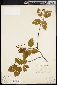 Amelanchier canadensis image