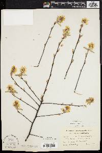 Amelanchier canadensis image