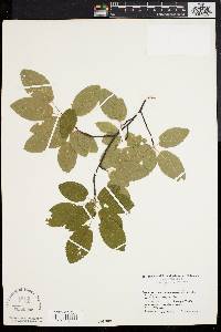 Amelanchier canadensis image