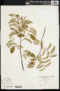 Amelanchier canadensis image