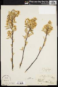 Amelanchier canadensis image