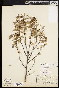 Amelanchier canadensis image