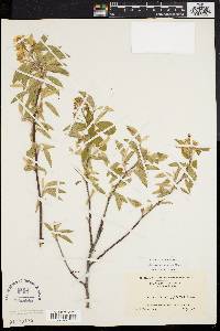 Amelanchier canadensis image