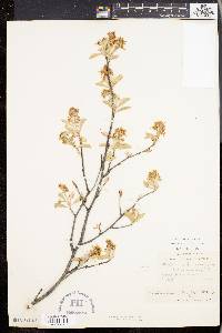 Amelanchier canadensis image