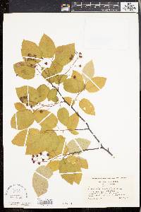 Amelanchier canadensis image