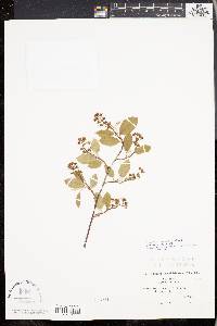 Amelanchier canadensis image