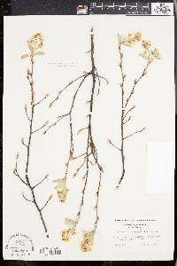 Amelanchier canadensis image