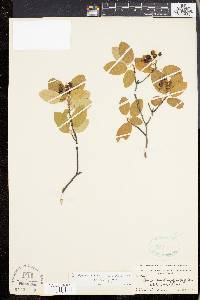 Amelanchier canadensis image