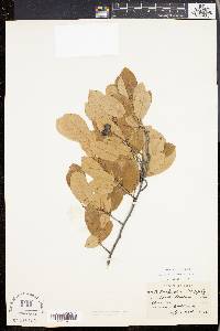 Amelanchier canadensis image