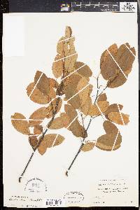 Amelanchier canadensis image