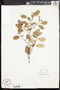 Amelanchier canadensis image