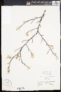 Amelanchier canadensis image