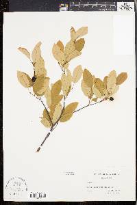 Amelanchier canadensis image