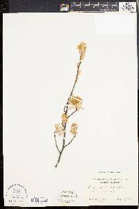 Amelanchier canadensis image