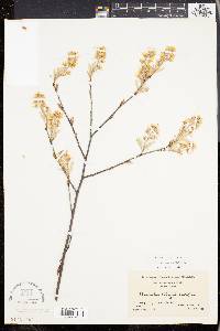 Amelanchier canadensis image
