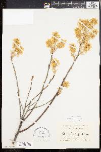 Amelanchier canadensis image